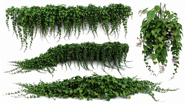 Climbing Plant Arrangements