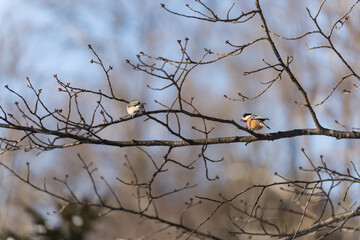 Two varied tits perched on a bare winter branch in eastern Hokkaido © foto