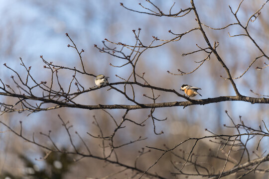 Two varied tits perched on a bare winter branch in eastern Hokkaido