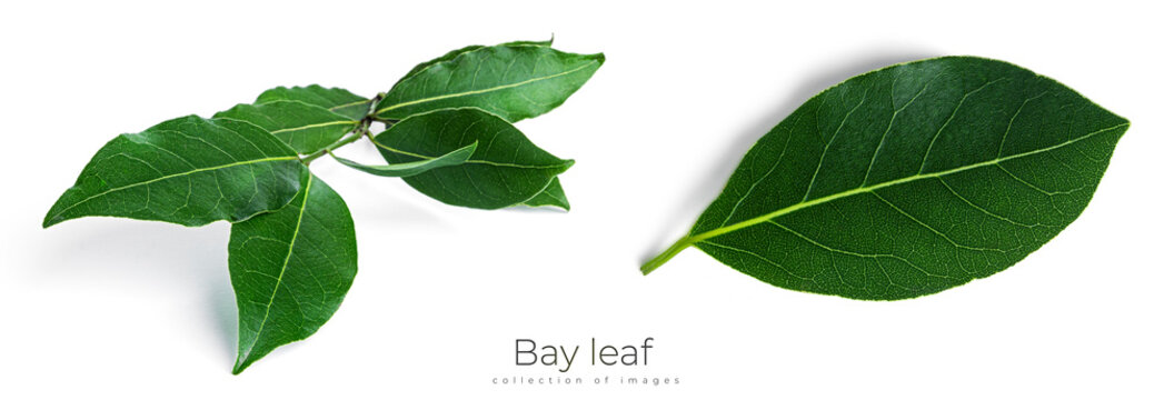 Fresh green bay leaves isolated on a white background. Laurel wreath.