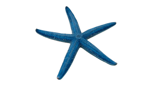 Vibrant blue starfish sea star marine animal shape isolated on transparent background.