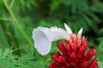 Fototapeta premium White flower hummingbird red ginger flower tropical garden