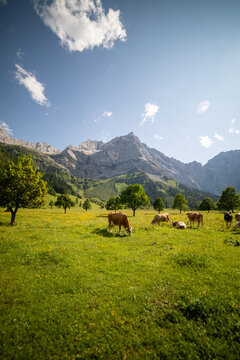 View of cows grazing in a lush green meadow with wildflowers, scattered trees, and the dramatic Karwendel mountain range in the background in Eng, Tyrol, Austria.