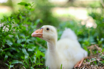 Obraz premium White goose among green foliage in garden with curious expression and soft natural light
