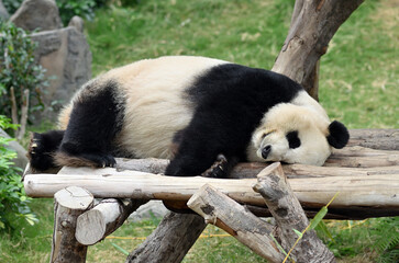 Panda bear in zoo. Hong Kong © Oleg Znamenskiy