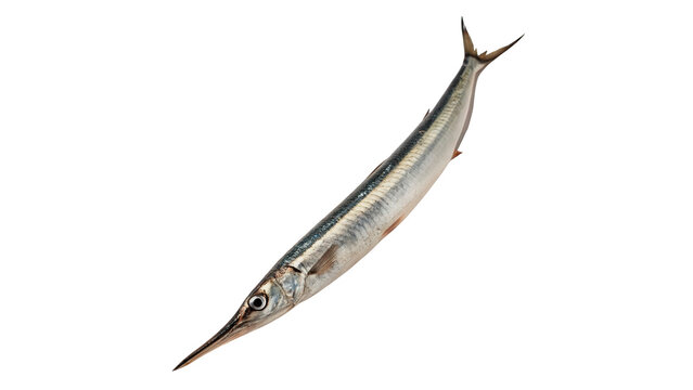 Single fresh raw whole wild marine garfish needlefish isolated on transparent background.