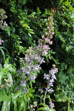 Sunlit Stavesacre plants, Derbyshire England
