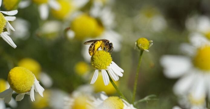 Eine Makroaufnahme der Rotbeinigen Furchenbiene (Halictus rubicundus)** auf einer bl&uuml;henden Echten Kamille (Matricaria chamomilla L.) auf einer Wiese.