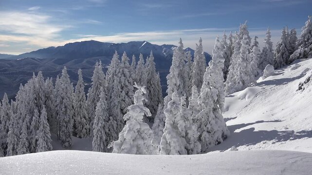 Winter Mountain Scenery, Conifer Forest in Snow, Woods Landscape View by Day