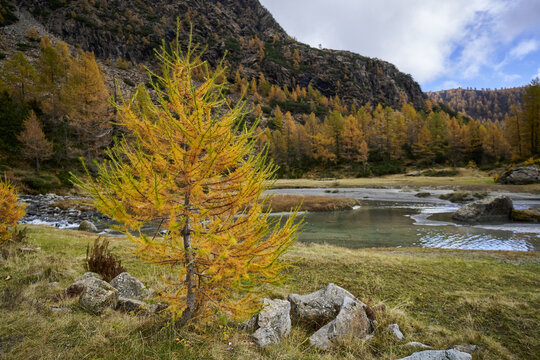 View of a vibrant yellow larch tree in autumn foliage standing by a mountain stream with rocky banks and a forested slope in the background in Val Masino, Lombardy, Italy.