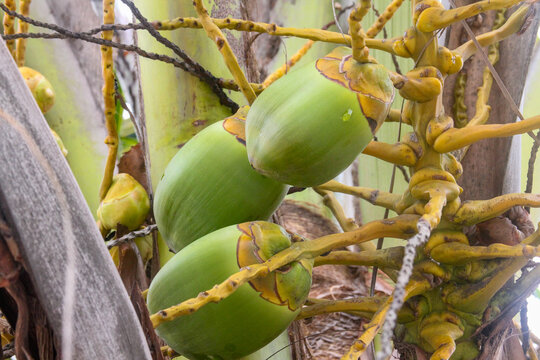 View of green coconuts growing on a palm tree in Brazil.