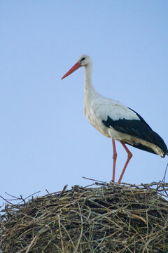 White Stork Looking Back on a Twig Nest in Georgia