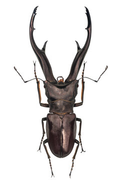 Male Cyclommatus metallifer stag beetle specimen isolated on transparent background