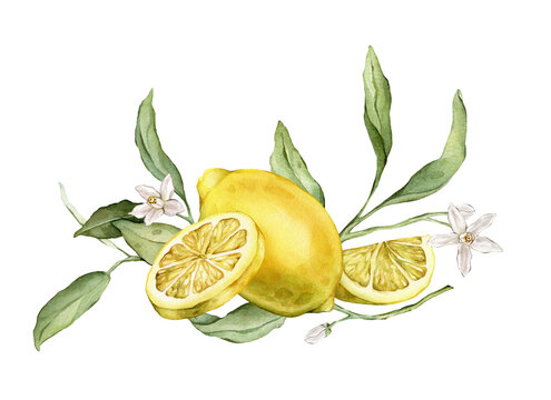 Hand drawn watercolor illustration with whole lemons, slices, green leaves, and flowers. Botanical mediterranean composition for kitchen decor, packaging designs, or stationery