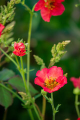 Obraz premium Bright red flowers bloom amidst lush greenery in a serene garden setting