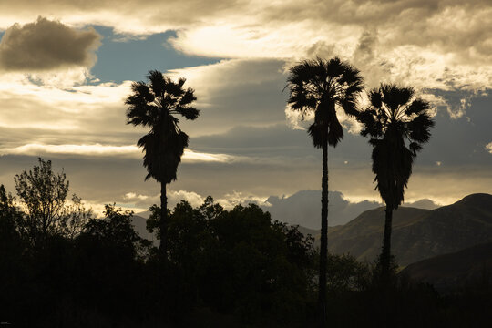 silhouetted palm tress against  dramatic clouds at sunset
