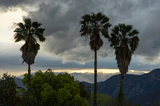 silhouetted palm tress against  dramatic clouds at sunset
