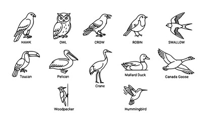 Fototapeta premium Wild Bird Species Outline Vector Collection with Ornithology Icons and Nature Animals