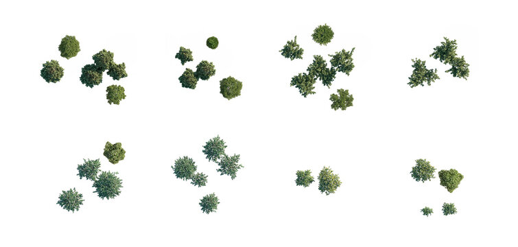 top view tree group without shadows (aerial tree canopy, overhead tree cluster) isolated PNG on a transparent background premium nature cutout