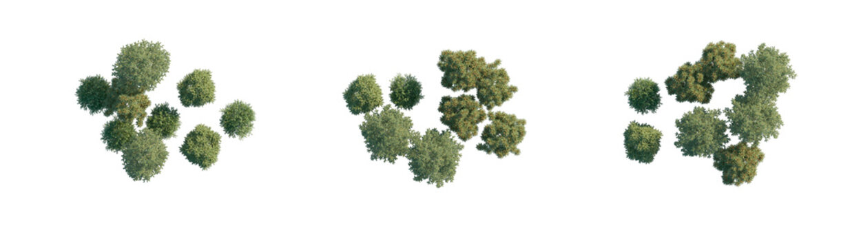 top view tree group without shadows (aerial tree canopy, overhead tree cluster) isolated PNG on a transparent background premium nature cutout