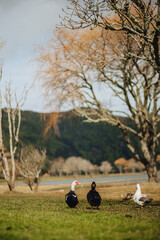 Three geese standing on a grassy lakeshore surrounded by trees, with a calm lake and forested hills in the background during autumn. © Natali