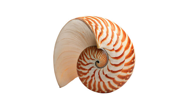 Large spiral natural orange sea shell marine decoration isolated on transparent background.