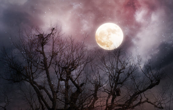 halloween background with red moon and dead tree