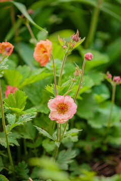Delicate pink flowers bloom amidst vibrant green leaves in a lush garden scene
