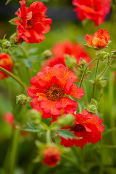 Vibrant red flowers bloom in a lush garden, showcasing nature's colorful beauty