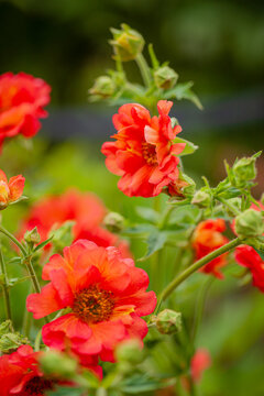 Vibrant orange flowers bloom brightly in a serene garden setting during the warm afternoon