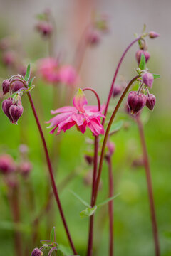 Colorful aquilegia blossoms dance gracefully in a lush green garden setting