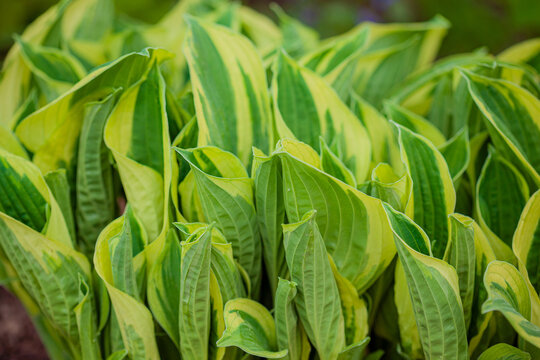 Bright green hosta leaves thrive in a lush garden, showcasing their vibrant colors under sunlight