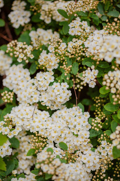 Blooming white flowers adorn a garden in full spring splendor under the warm sun
