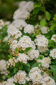 Delicate blossoms bloom in abundance under the warm sun of springtime in a lush garden