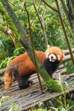 Cute Red Panda, Ailurus fulgens or lesser panda in forest at Chengdu Panda Breeding Research Center Dujiangyan. landmark and popular for tourists attractions in Chengdu, China. Travel and Vacation