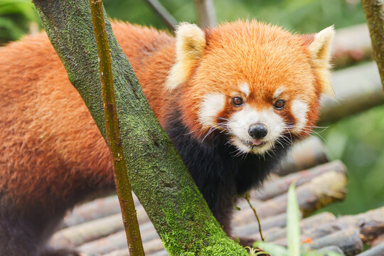 Cute Red Panda, Ailurus fulgens or lesser panda in forest at Chengdu Panda Breeding Research Center Dujiangyan. landmark and popular for tourists attractions in Chengdu, China. Travel and Vacation