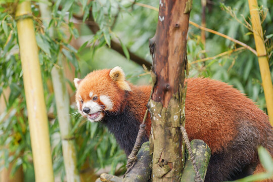Cute Red Panda, Ailurus fulgens or lesser panda in forest at Chengdu Panda Breeding Research Center Dujiangyan. landmark and popular for tourists attractions in Chengdu, China. Travel and Vacation