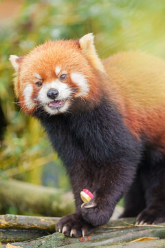 Cute Red Panda, Ailurus fulgens or lesser panda in forest at Chengdu Panda Breeding Research Center Dujiangyan. landmark and popular for tourists attractions in Chengdu, China. Travel and Vacation