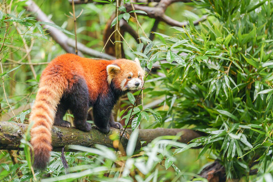 Cute Red Panda, Ailurus fulgens or lesser panda in forest at Chengdu Panda Breeding Research Center Dujiangyan. landmark and popular for tourists attractions in Chengdu, China. Travel and Vacation