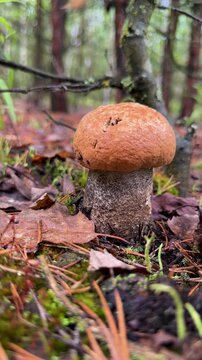 Picking mushrooms in the forest. Selective focus.