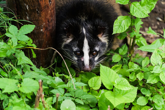 A civet secretly peeking out from the grass