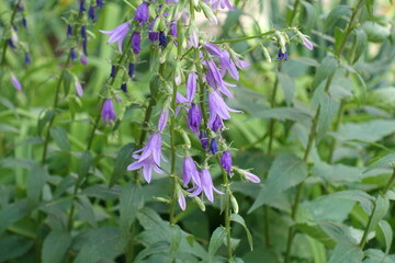 Violet flower of Campanula rapunculoides in June © Anna