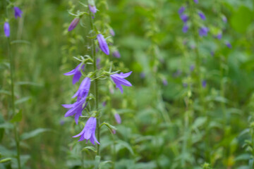 Violet flower of Campanula rapunculoides in June © Anna