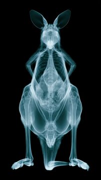 X-ray of a kangaroo showing its skeletal structure and internal anatomy