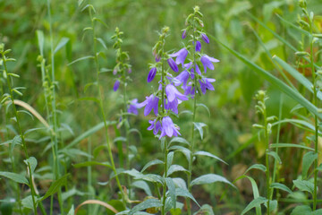 Violet flower of Campanula rapunculoides in June © Anna