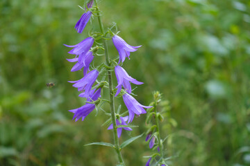 Violet flower of Campanula rapunculoides in June © Anna