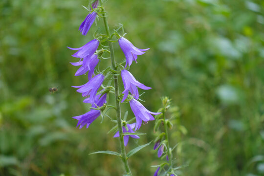 Violet flower of Campanula rapunculoides in June