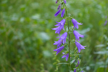 Violet flower of Campanula rapunculoides in June © Anna