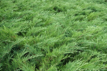 Lush green foliage of savin juniper in mid August © Anna