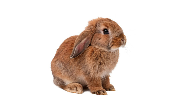 Cute small brown domestic rabbit bunny sitting down isolated on transparent background.